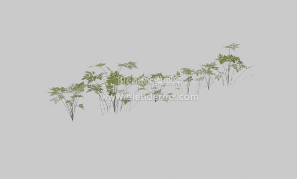 老鹳草植物-魔酷网