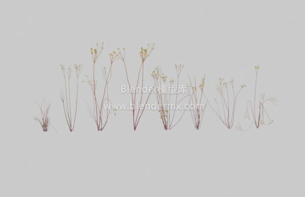 康乃馨花草植物-魔酷网
